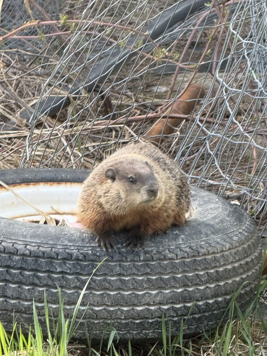 A marmot that visits near the office